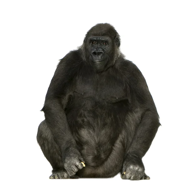 Fiatal Silverback Gorilla — Stock Fotó