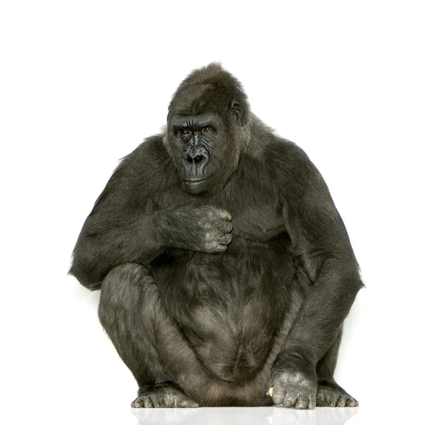 年轻的银背大猩猩 — 图库照片