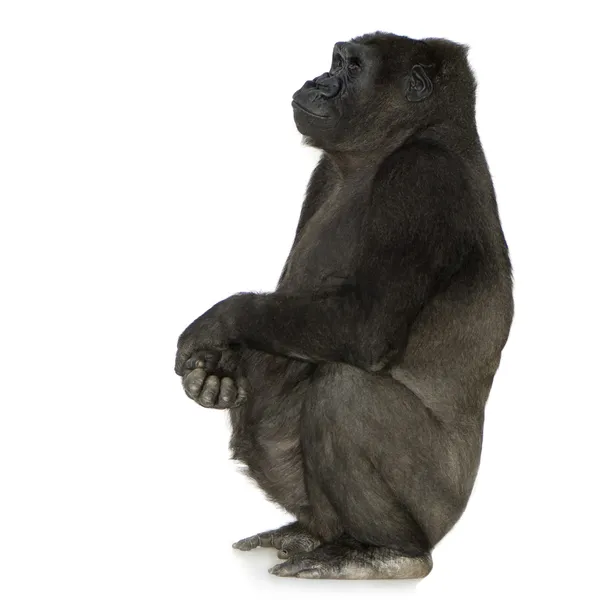 Jeune gorille argenté — Photo