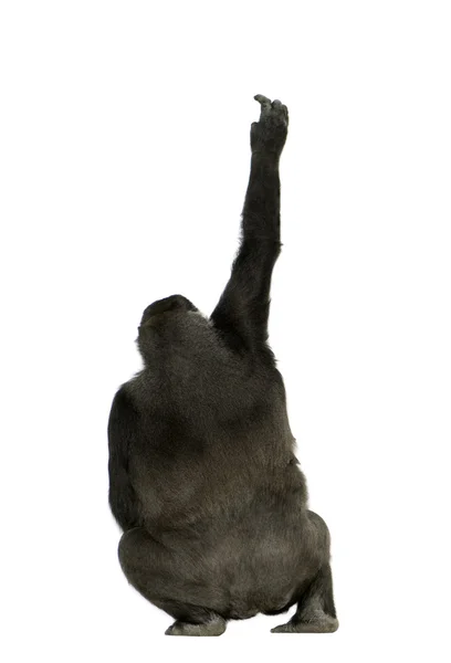 Junger Silberrücken-Gorilla — Stockfoto