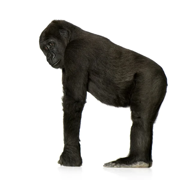 Mladí silverback gorila — Stock fotografie