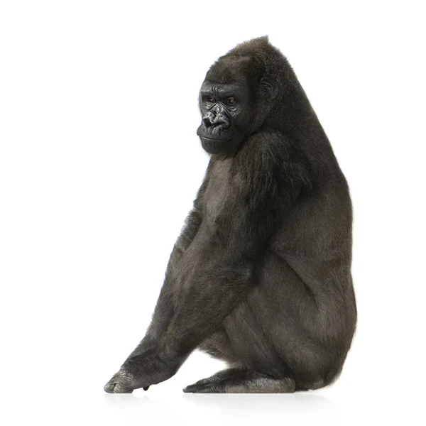 Fiatal Silverback Gorilla — Stock Fotó