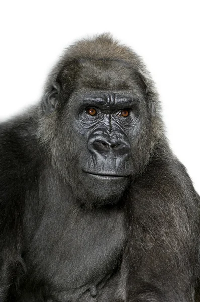 Jonge Zilverrug gorilla — Stockfoto