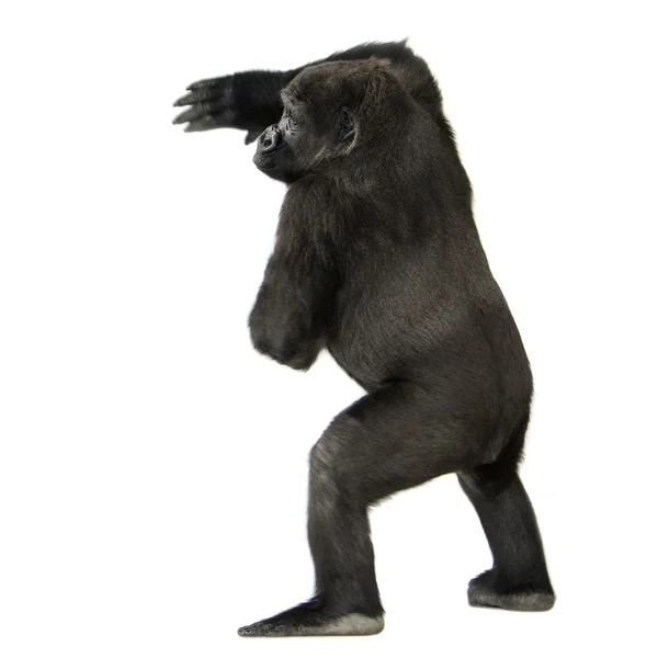 Młody silverback gorilla — Zdjęcie stockowe