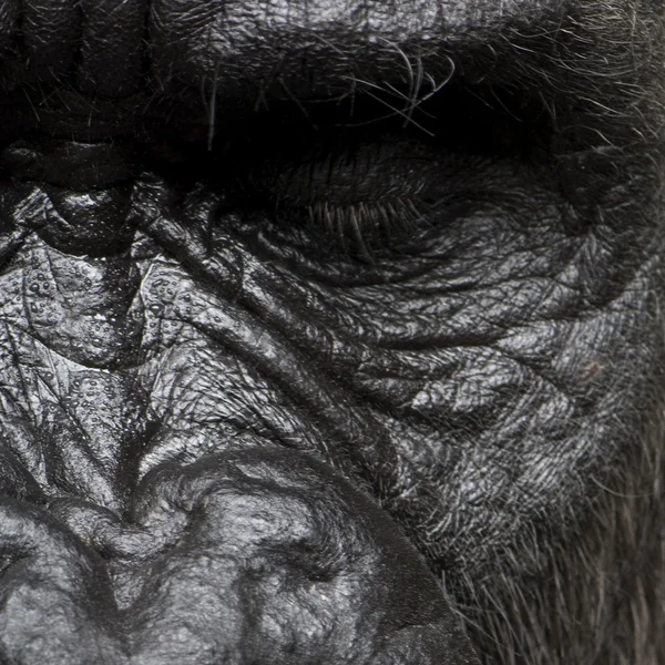 Young Silverback Gorilla — Stock Photo, Image