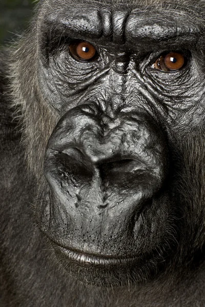 Joven gorila Silverback —  Fotos de Stock