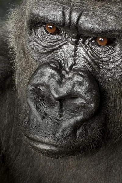 Młody silverback gorilla — Zdjęcie stockowe