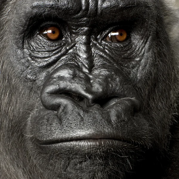 Jonge Zilverrug gorilla — Stockfoto