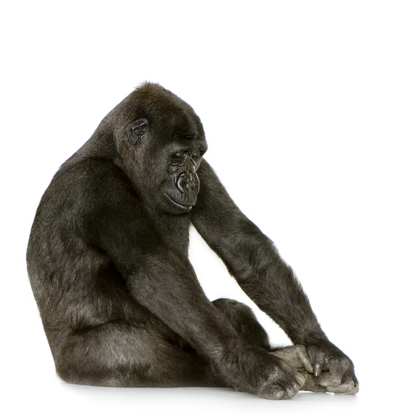 Joven gorila Silverback — Foto de Stock