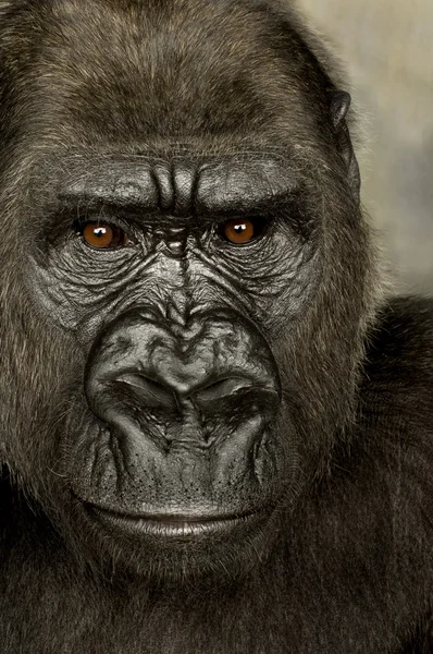 Молодий Silverback горили — стокове фото