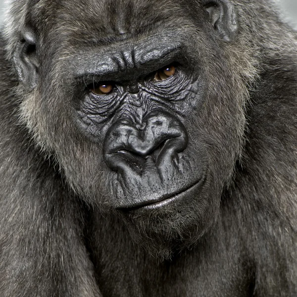 Genç gümüş sırtlı goril — Stok fotoğraf