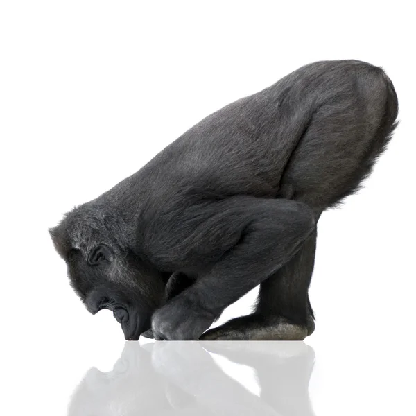 Молодий Silverback горили — стокове фото