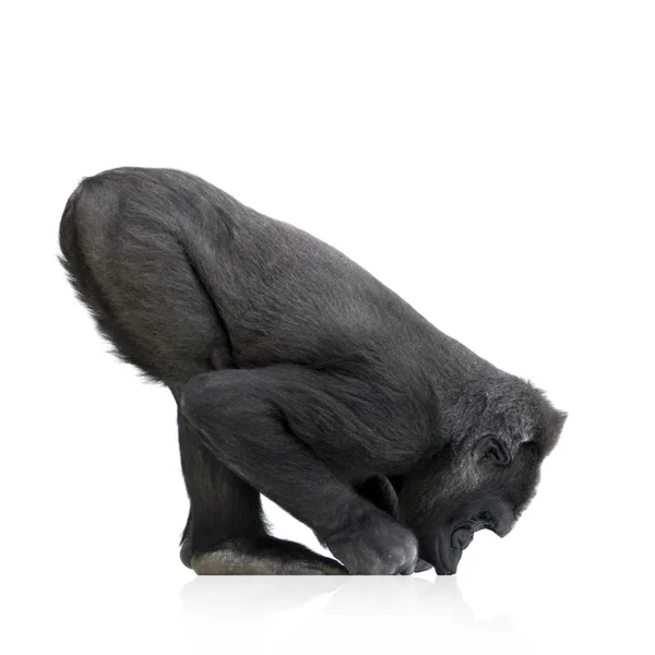 Gorila Silverback Muda — Stok Foto
