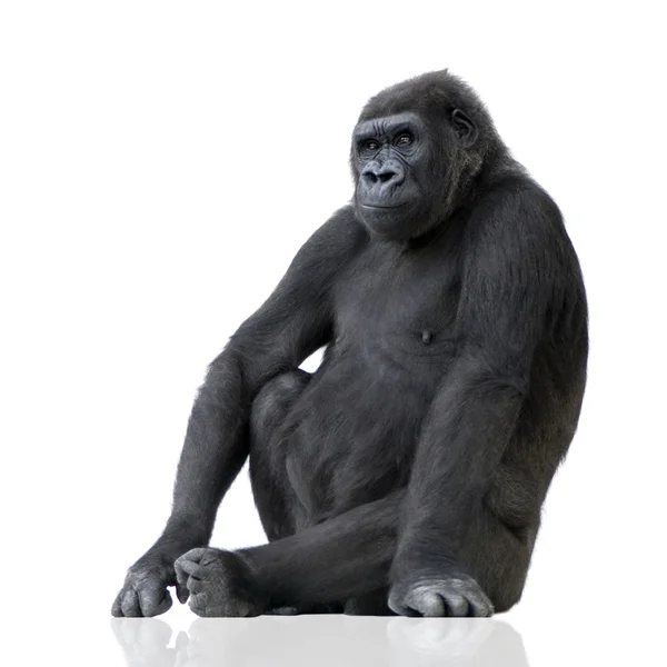 年轻的银背大猩猩 — 图库照片