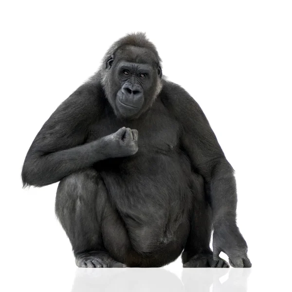 Genç gümüş sırtlı goril — Stok fotoğraf