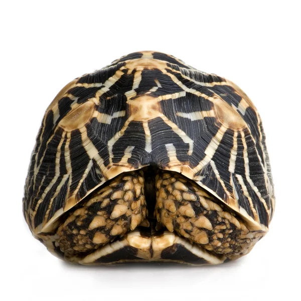 Индийская черепаха по кличке Мбаппе — стоковое фото