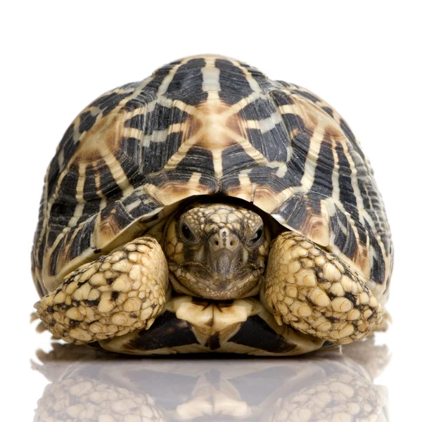 Indiase ster schildpad - geochelone elegans — Stockfoto