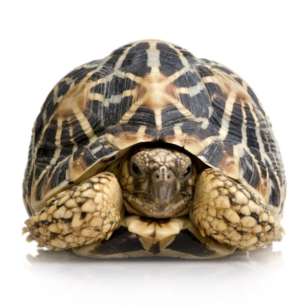 인도 별표 거북이-Geochelone 선 충 — 스톡 사진