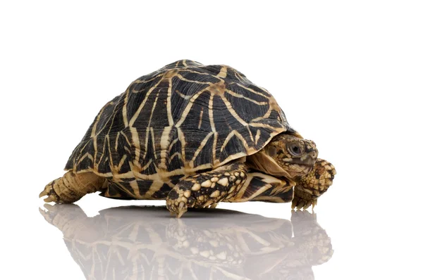 Индийская черепаха по кличке Мбаппе — стоковое фото