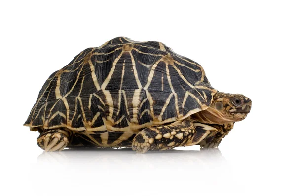Індійська зірочками черепаха - Элеганс Geochelone — стокове фото