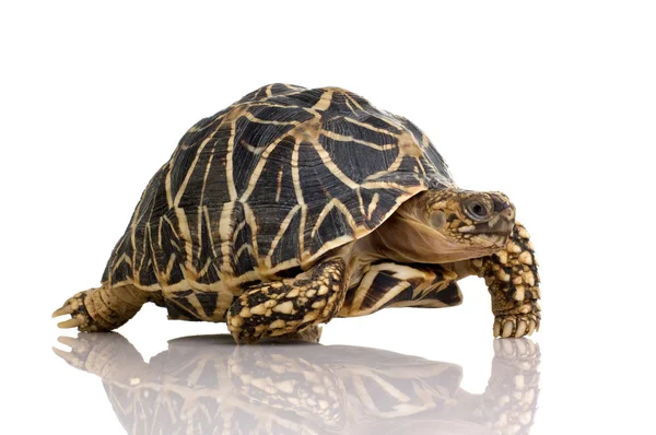 Індійська зірочками черепаха - Элеганс Geochelone — стокове фото