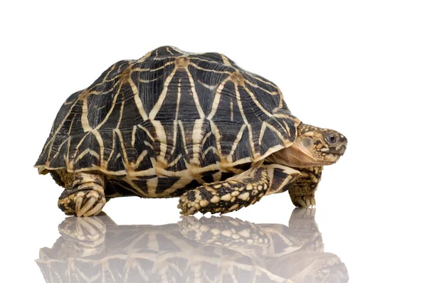 인도 별표 거북이-Geochelone 선 충 — 스톡 사진