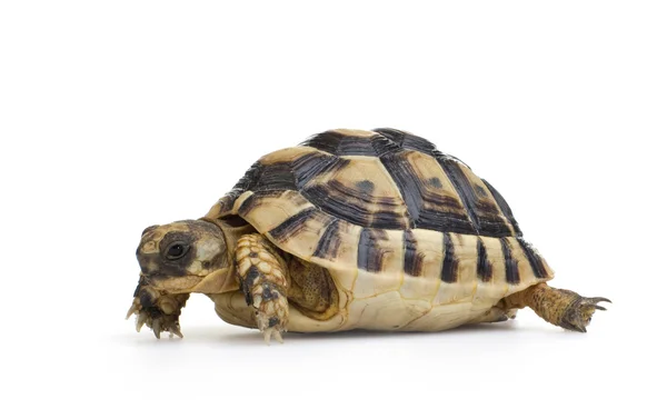 Herman's Tortoise - Testudo hermanni — Stock Photo, Image