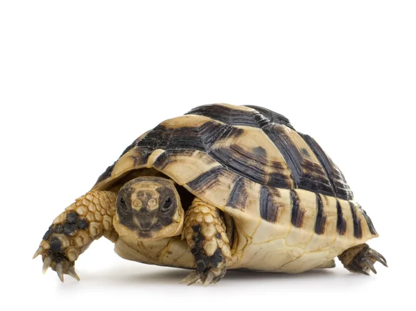 Herman-schildkröte - testudo hermanni — Stockfoto
