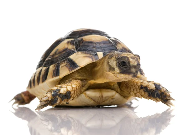 Herman'ın kaplumbağa - testudo hermanni — Stok fotoğraf