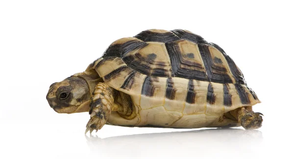 Herman's Tortoise - Testudo hermanni — Stockfoto