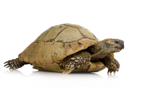 Herman-schildkröte - testudo hermanni — Stockfoto