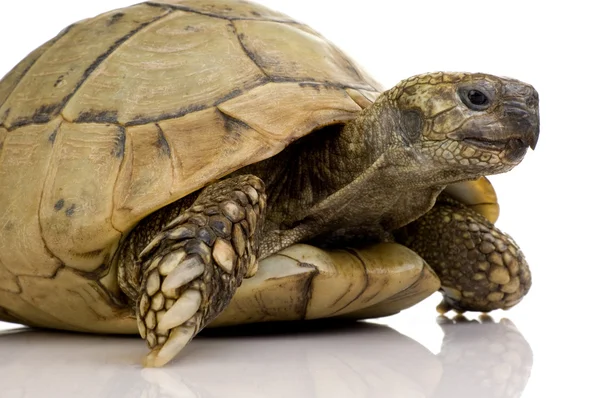 Herman 's Tortoise - Testudo hermanni — стоковое фото