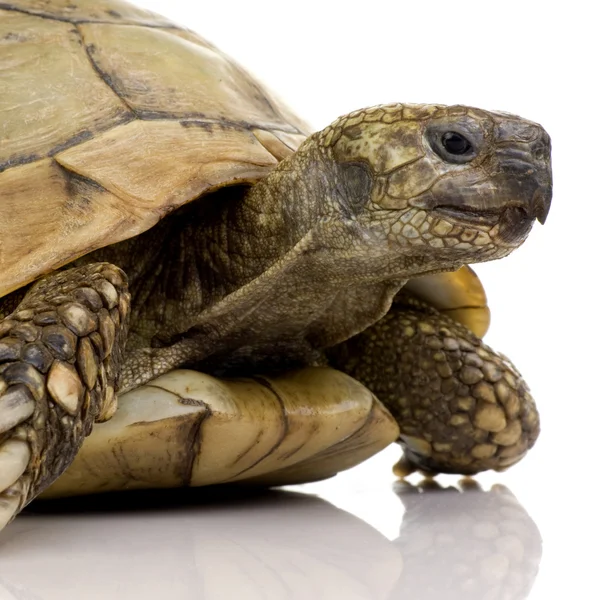Herman's Tortoise - Testudo hermanni — Stockfoto