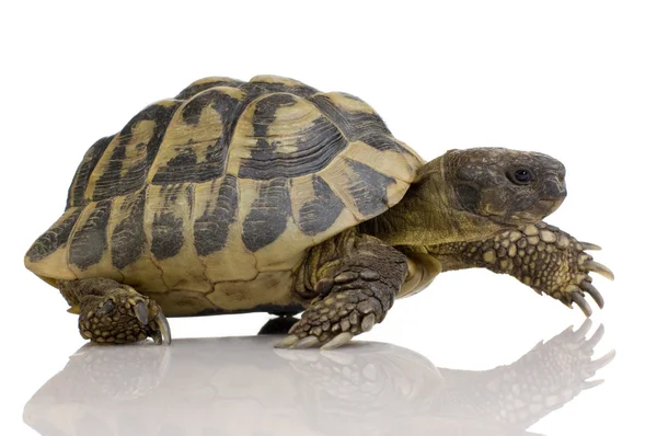 Herman's Tortoise - Testudo hermanni — Stock Photo, Image