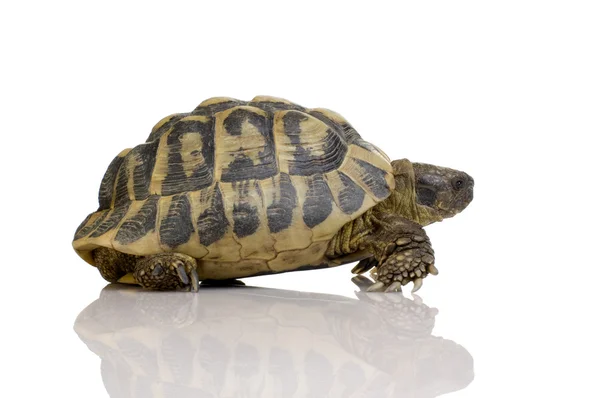 Hermans sköldpadda - testudo hermanni — Stockfoto