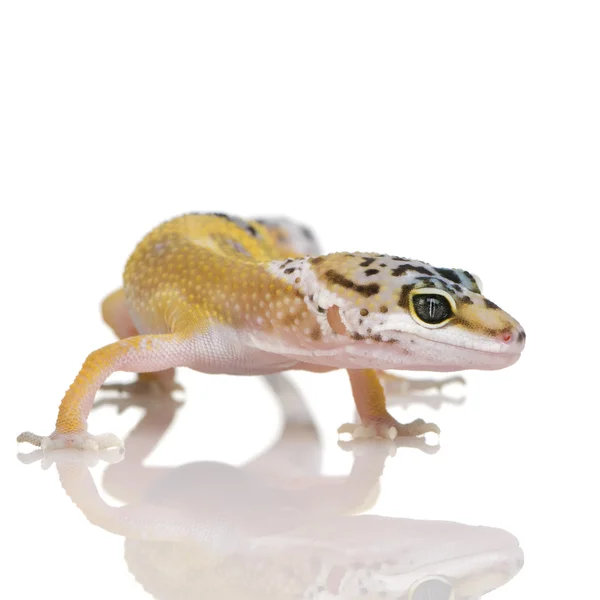 Jovem Leopardo Gecko - Eublepharis macularius — Fotografia de Stock