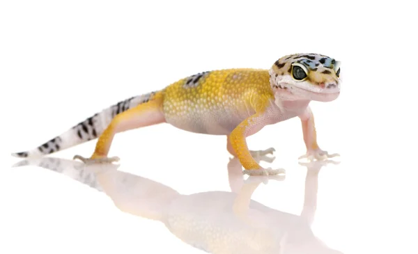 Jeune gecko léopard - Eublepharis macularius — Photo