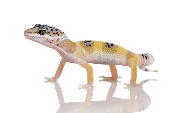 Jovem Leopardo Gecko - Eublepharis macularius — Fotografia de Stock