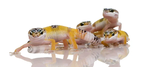 Grup genç leopar gecko - eublepharis macularius — Stok fotoğraf