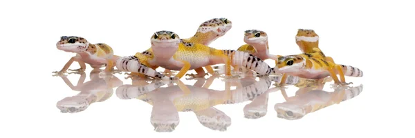 Ομάδα νεαρών leopard gecko - eublepharis macularius — Φωτογραφία Αρχείου