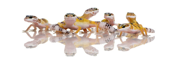 Group of Young Leopard gecko - Eublepharis macularius