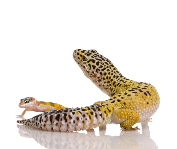 stock image Leopard gecko - Eublepharis macularius