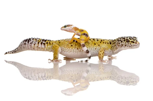 Gecko-leopardo - Eublepharis macularius — Fotografia de Stock