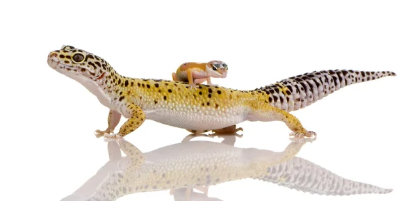 Leopardengecko - Eublepharis macularius — Stockfoto