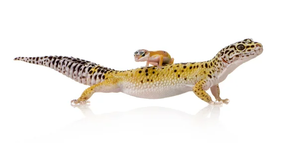 Leopardengecko - Eublepharis macularius — Stockfoto