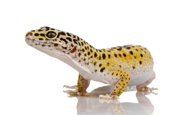 Leopar gecko - eublepharis macularius — Stok fotoğraf