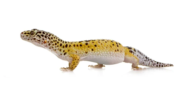 Geco leopardato - Eublepharis macularius — Foto Stock