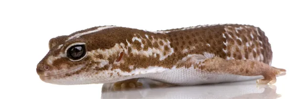 Afrikai zsír farkú gecko - Hemitheconyx caudicinctus — Stock Fotó