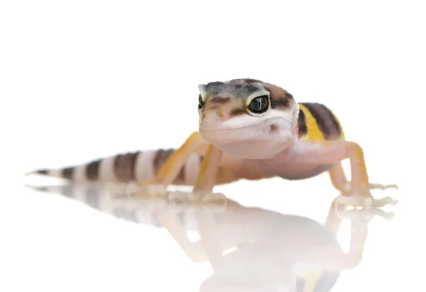 Juvenil leopar gecko - eublepharis macularius — Stok fotoğraf