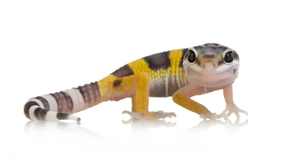Juvenil leopar gecko - eublepharis macularius — Stok fotoğraf
